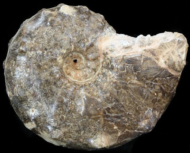 Mammites Ammonite - Goulmima, Morocco #44646